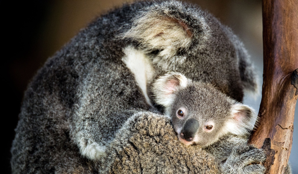 Baby Friendly Screenings, Parent and Child Koala's Cuddling
