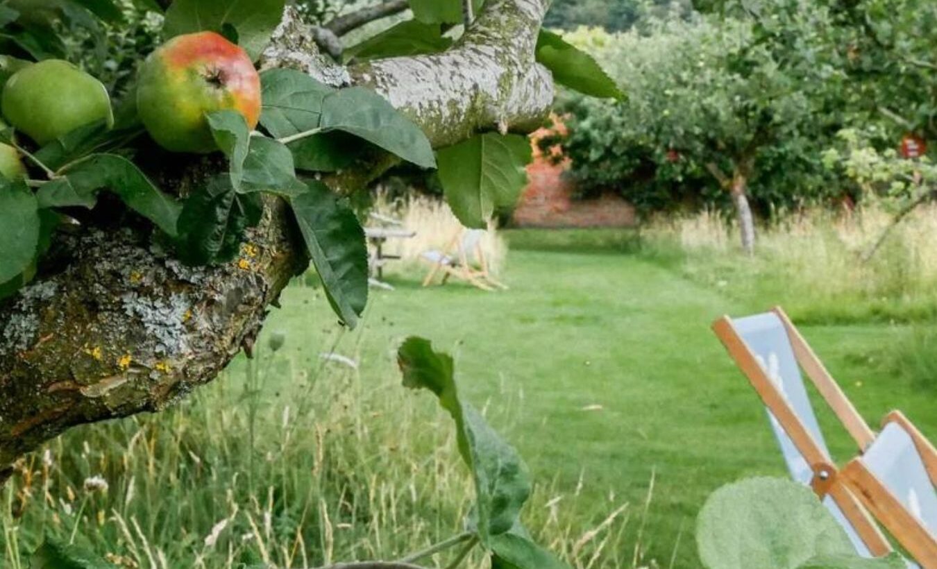 An apple tree and deck chair in a garden